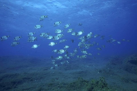 Two-banded seabream (Diplodus vulgaris)