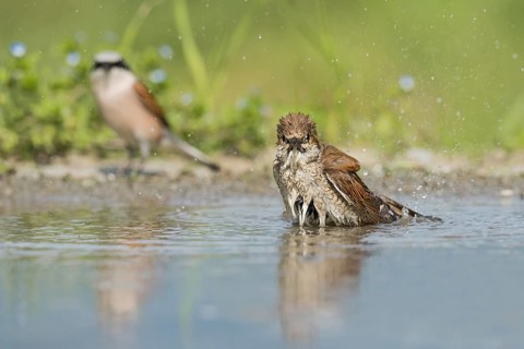 Red-backed Shrike (Lanius collurio) female bathing, Aosta Valley, Italy