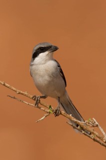 Southern Grey Shrike (Lanius meridionalis), Morocco