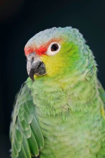 Ecuador Amazon (Amazona autumnalis lilacina), portrait, captive, occurrence in South America