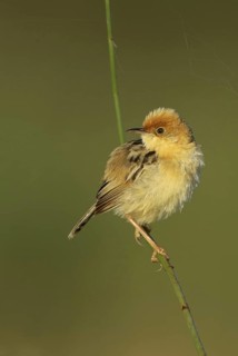 Golden-headed Cisticola (Cisticola exilis) male, Victoria, Australia