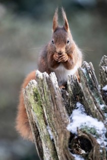 Squirrel (Sciurus vulgaris), Emsland, Lower Saxony, Germany
