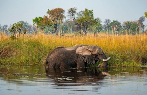 African elephant (Loxodonta africana) grazing in the swamp, Xakanaxa Lagoon, Okavango Delta, Moremi