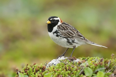 Lapland Longspur (Calcarius lapponicus) male, Alaska, USA