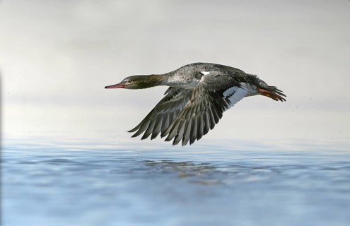 Red-breasted Merganser (Mergus serrator) flying, Florida, USA