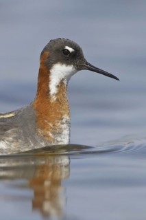 Red-necked Phalarope (Phalaropus lobatus) female, Manitoba, Canada
