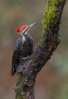 Pileated Woodpecker (Dryocopus pileatus), British Columbia, Canada