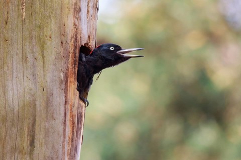 Black Woodpecker (Dryocopus martius) female peering out from nesting hole, Netherlands