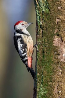 Middle Spotted Woodpecker (Dendrocoptes medius) climbing up old mossy tree trunk, Poland