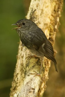 New Zealand Robin (Petroica australis) juvenile, New Zealand
