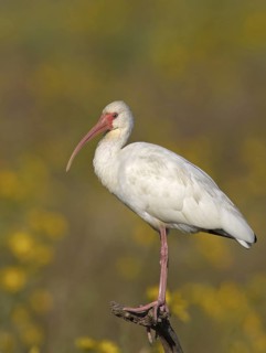 American White Ibis (Eudocimus albus), Florida, USA