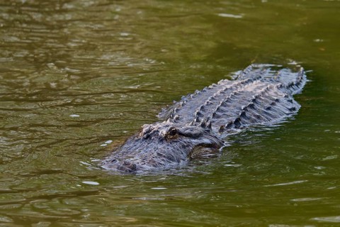 Alligator moving calmly in the water, its body almost completely submerged, American alligator