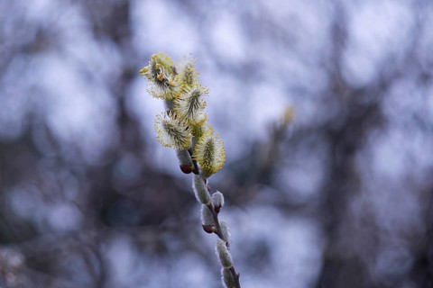 A delicate willow flower blooms against a soft, out-of-focus background, showcasing the intricate