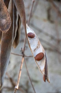 Seed pod of blue rain (Wisteria), Bavaria, Germany
