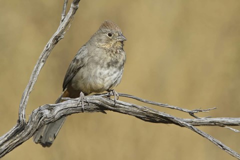 Canyon Towhee (Melozone fusca), New Mexico, USA