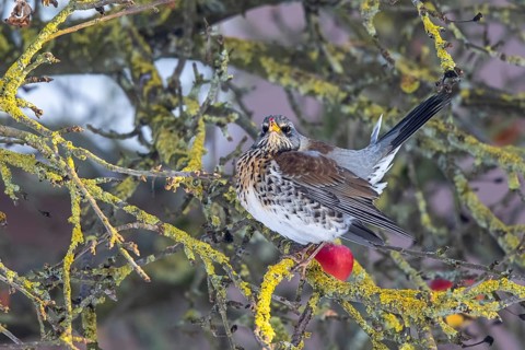 Fieldfare (Turdus pilaris) perched in an apple tree, North Rhine-Westphalia, Germany
