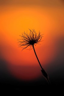 Silhouette of a plant in front of an orange-coloured sunset, Pasque flower (Pulsatilla vulgaris),