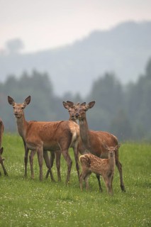Red deer (Cervus elaphus) female with this year's calf secured on a mountain meadow Allgäu,