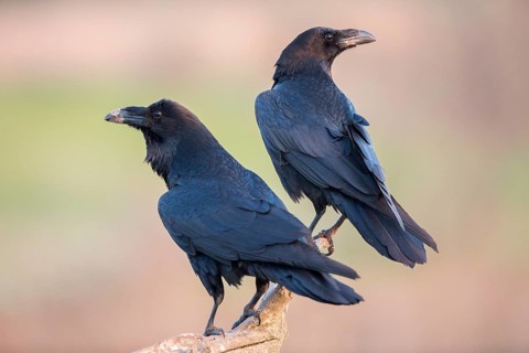 Northern Raven (Corvus corax) pair perched on an old branch, Romania