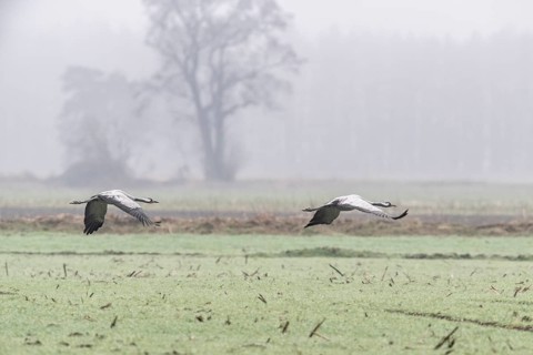 Cranes (Grus grus), flying, Fischerhuder Wümmeniederung, Lower Saxony, Germany