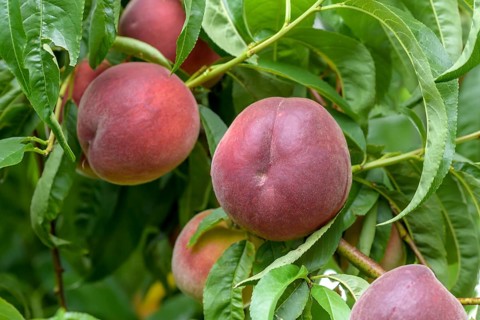 Peach (Prunus persica 'Royal Glory'),  Austria