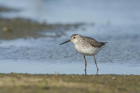Marsh Sandpiper (Tringa stagnatilis) foraging