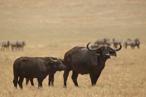 Cape buffalo (Syncerus caffer caffer), Ngorongoro Crater, Serengeti, Tanzania, East Africa