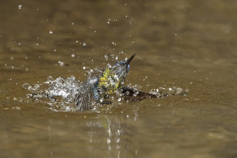 Crowned Woodnymph (Thalurania colombica) bathing, Costa Rica