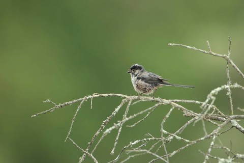 Wet long-tailed tit (Aegithalos caudatus) on branches, after bathing with wet plumage, Malpartida