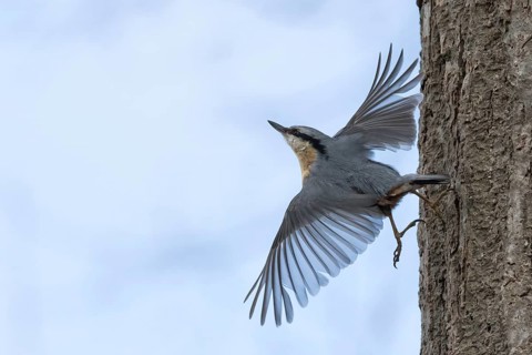 A nuthatch (Sitta europaea) flies off a tree trunk with outstretched wings, Hesse Germany