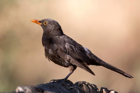 Common Blackbird (Turdus merula) female, Andalusia, Spain