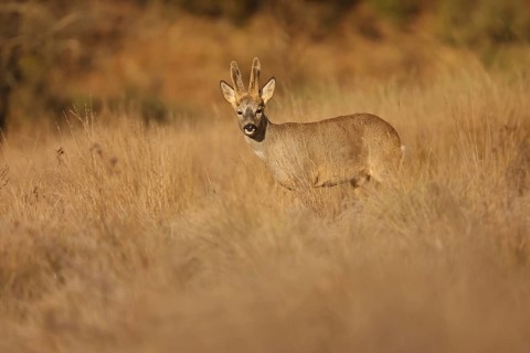 A roe deer stands gracefully in a sunlit field, blending with the golden grass. The scene captures