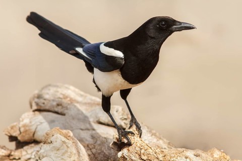 Eurasian magpie (Pica pica), perched on dry trunk, Castile-La Mancha, Spain