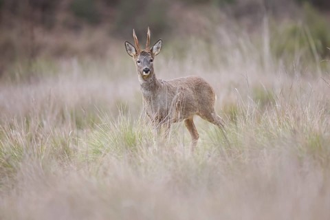 A graceful roe deer stands amidst a serene meadow, its alert eyes scanning the landscape. The