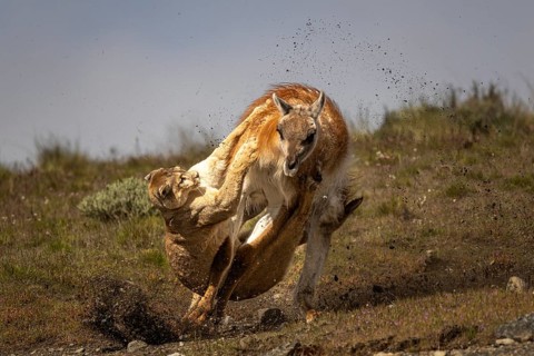 Cougar (Cougar concolor) attacking guanaco (Llama guanicoe) in stirred up soil, steppe, Torres del