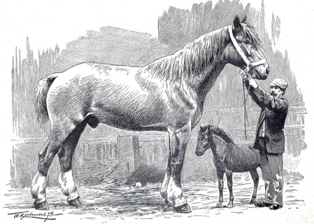 A giant horse and a dwarf horse with its owner, around 1890, England, illustration, reproduction