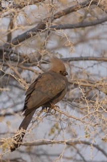 Grey Go-away-bird (Corythaixoides concolor), Oshikoto, Namibia