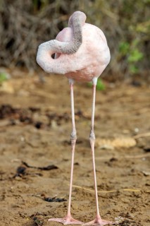 Flamingo (Phoenicopteridae), Galapagos, Ecuador