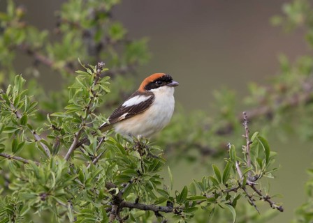Woodchat Shrike (Lanius senator) male, Greece