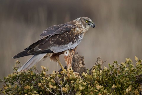 A focused red kite perched on a weathered stump amid leafy shrubs, its sharp eyes scanning the