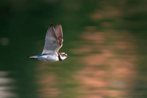 Little Ringed Plover (Charadrius dubius) flying, Saxony, Germany
