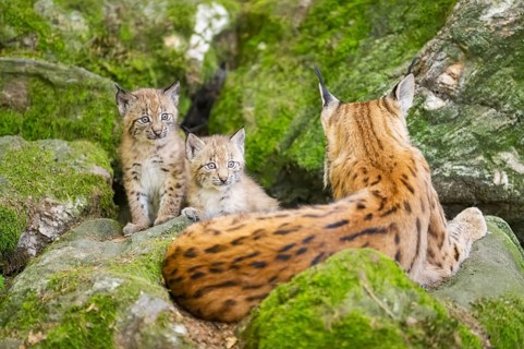 Eurasian lynx (Lynx lynx) mother with her youngsters (cubs) lying on a rock in a forest, Bavaria,