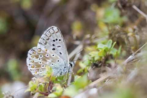 Polyommatus coridon - Chalk-hill Blue - Silbergrüner Bläuling, Switzerland (Ticino), imago