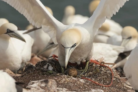 Northern Gannet (Morus bassanus) colony, Schleswig-Holstein, Germany