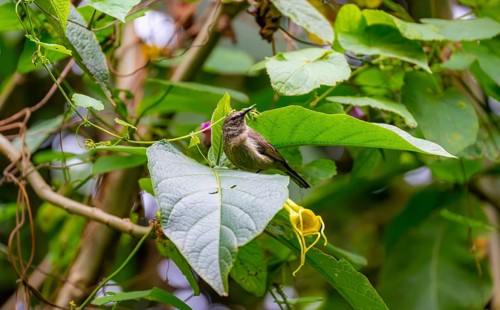 Olive-bellied Sunbird (Cinnyris chloropygius), female sitting on a leaf, Mgahinga Gorilla National