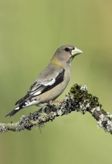 Evening Grosbeak (Hesperiphona vespertina) female, Canada