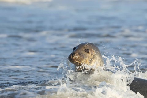 Grey seal (Halichoerus grypus) adult animal in the breaking waves of the sea, England, United