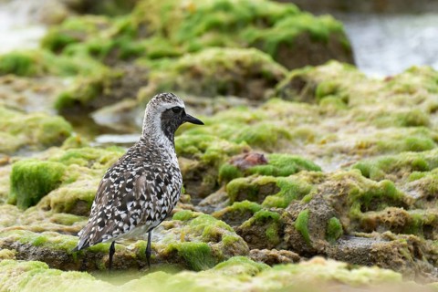 Grey Plover (Pluvialis squatarola), Asturias, Spain