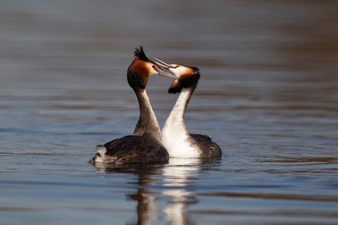 Great crested grebe (Podiceps cristatus) two adult birds performing their love courtship display on