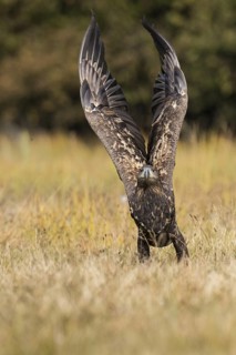 White-tailed Eagle (Haliaeetus albicilla), Kutno, Poland